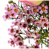 Buy Arrangement Spring Kiss
