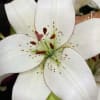 Asiatic Lilium Eyeliner (Bunch of 10) Online