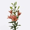 Asiatic Lilium Pink Cocotte (Bunch of 10) Online