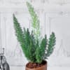 Gift Asparagus Plant in Ceramic Planter