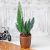 Buy Asparagus Plant in Ceramic Planter