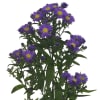 Aster Caitlyn (Bunch of 10) Online