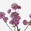 Astrantia Star or Fire (Bunch of 10) Online