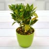Gift Attractive Croton Baby Plant (Mild Light/Moderate Water)