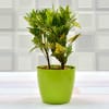 Attractive Croton Baby Plant (Mild Light/Moderate Water) Online