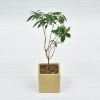 Gift Attractive Jasmine Chandni Plant in Ceramic Planter(Moderate light/Moderate Water
