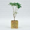 Attractive Jasmine Chandni Plant in Ceramic Planter(Moderate light/Moderate Water Online