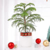 Gift Auracaria Plant With Christmas Tree Ornaments