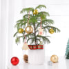 Auracaria Plant With Christmas Tree Ornaments Online
