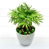 Auspicious Mini Bamboo Palm In Fibre Pot (Mild Light/Moderate Water) Online