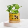 Gift Balance Of Life- Money Plant And Bamboo Plant Combo
