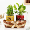 Balance Of Life- Money Plant And Bamboo Plant Combo Online