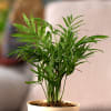Gift Bamboo Palm Plant Customized with logo