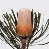 Banksia Hookeriana Peach (Bunch of 5) Online