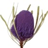 Banksia Hookeriana Purple (Bunch of 5) Online