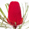 Banksia Hookeriana Red (Bunch of 5) Online