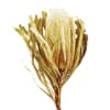 Banksia Hookeriana Yellow (Bunch of 5) Online