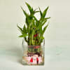 Gift Be My Valentine Customized Pot with Two Layer Lucky Bamboo Plant