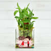 Be My Valentine Customized Pot with Two Layer Lucky Bamboo Plant Online