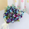 Beautiful 6 Blue Orchids Online