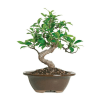 Beginner Ficus Indoor Bonsai Tree Online