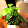 Buy Betel Leaf Plant
