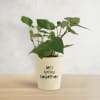 Betel Plant In Let's Grow Water Reservoir Planter Online