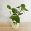 Gift Betel Plant In Love Grows Planter