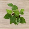 Shop Betel Plant In Love Grows Planter