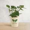 Betel Plant In Love Grows Planter Online