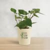 Betel Plant In Motivational Planter Online