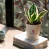 Better Snake Plant-Golden Hahnii Customized with logo Online