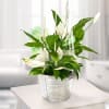 Big Peace Lily Online