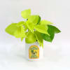 Birthday Bonanza - Money Plant With Planter Online