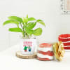 Gift Birthday Special Money Plant With Red Velvet Jar Cake