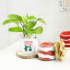 Birthday Special Money Plant With Red Velvet Jar Cake Online