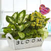 Bloom Dish Garden for Mom Online