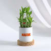 Gift Bloom Into 2024 Bamboo Plant With Pot