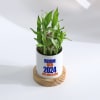 Buy Bloom Into 2024 Bamboo Plant With Pot