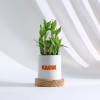 Shop Bloom Into 2024 Bamboo Plant With Pot