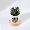 Shop Bloom With Happiness Haworthia Succulent With Personalized Planter