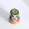 Buy Blooming Birthday Surprise Personalized Echeveria Succulent With Pot