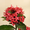 Buy Blooming Ixora Plant in a Metal Planter