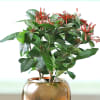 Shop Blooming Ixora Plant in a Metal Planter