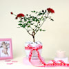 Gift Blooming Love Rose Plant