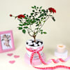 Buy Blooming Love Rose Plant