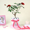 Blooming Love Rose Plant Online