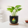 Gift Blooming Money Plant In Black Planter For Dad