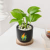 Buy Blooming Money Plant In Black Planter For Dad