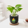 Blooming Money Plant In Black Planter For Dad Online